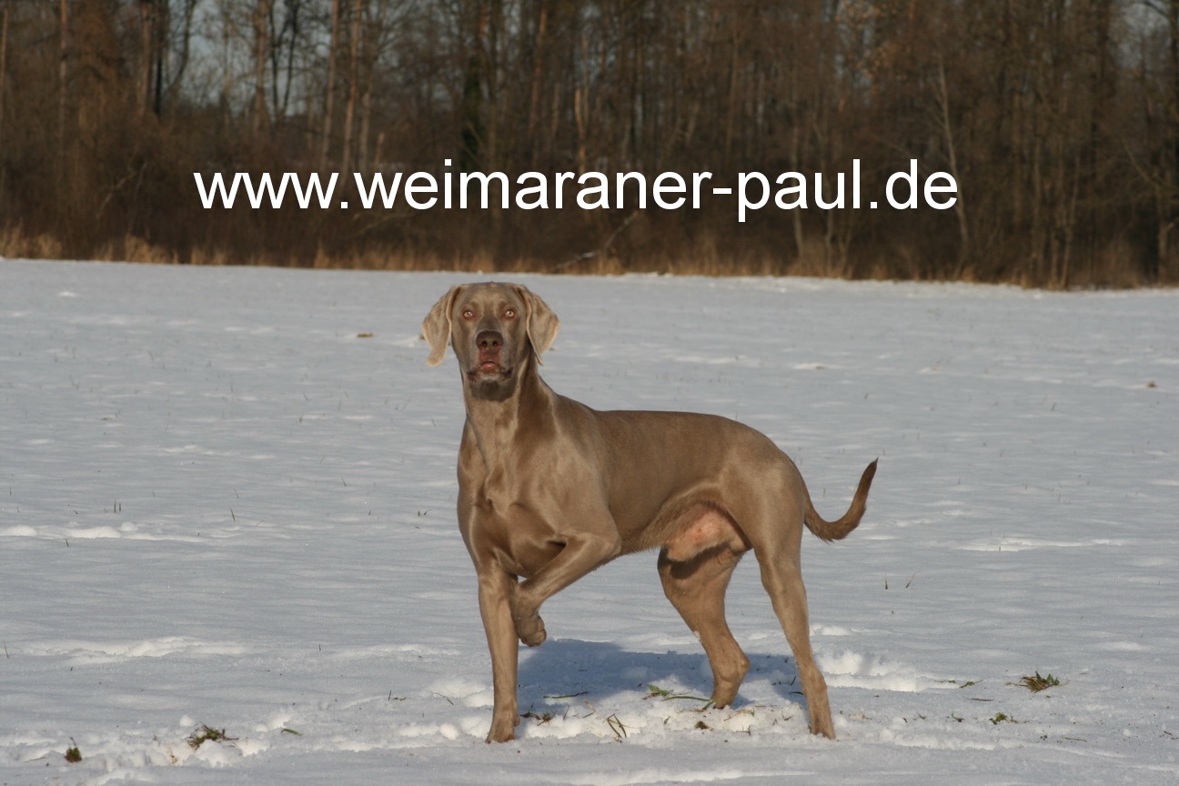 Weimaraner Paul
